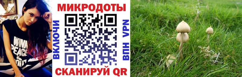 купить  сайты  Каргат  Галлюциногенные грибы мицелий 